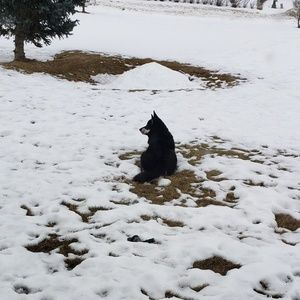 Meet your Posher, Annabelle